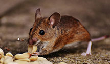 24 Hour & Emergency Exterminators in Fort Defiance, VA